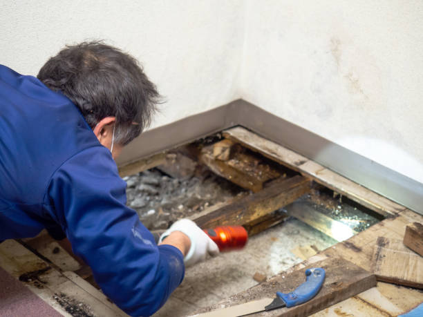 Shiloh, PA Mold Removal Company