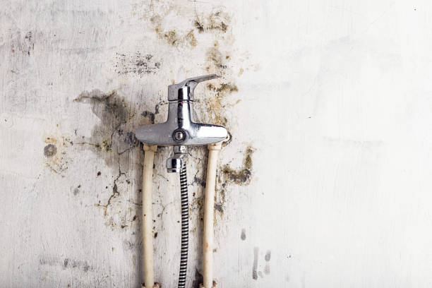 Best Certified Mold Removal  in Shiloh, PA