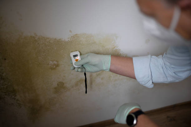 Best Mold Damage Repair  in Shiloh, PA