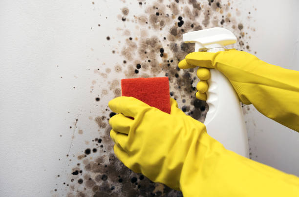 Best Attic Mold Removal  in Shiloh, PA