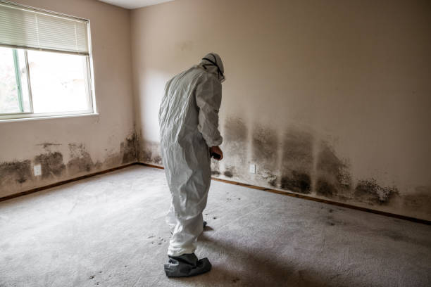 Home Mold Removal in Shiloh, PA