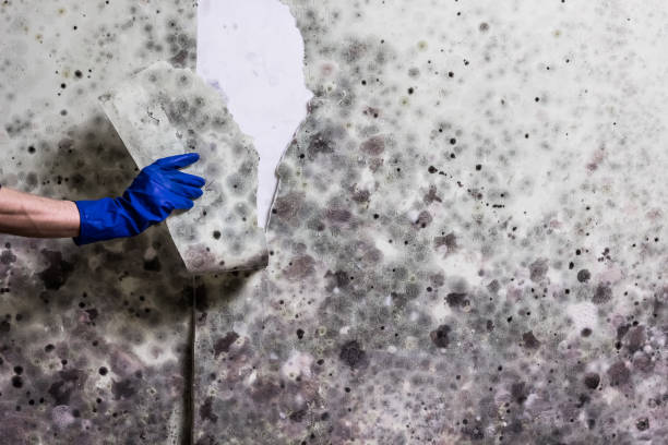Best Toxic Mold Removal  in Shiloh, PA