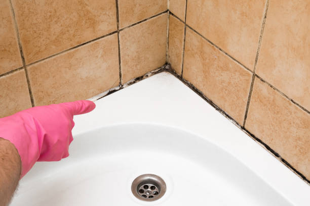 Best Mold Remediation  in Shiloh, PA